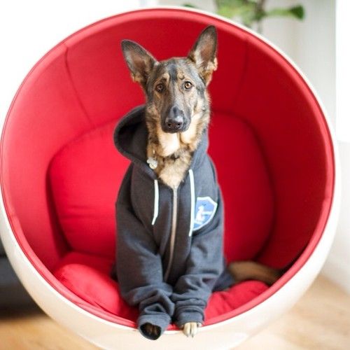 funny german shepherd hoodie