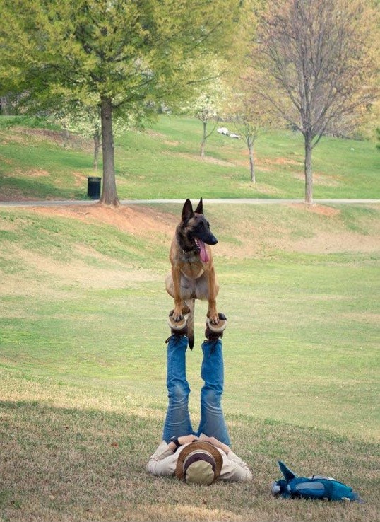 funny german shepherd photo