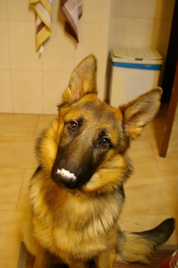 funny german shepherd white nose