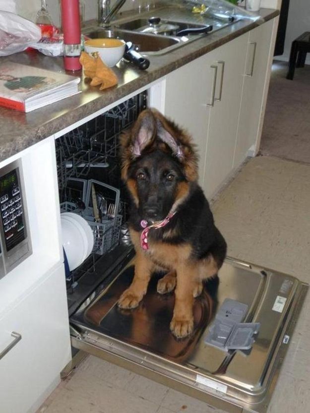 funny puppy german shepherd photo