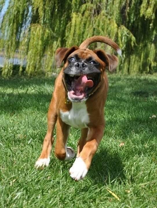 funny running boxer dog