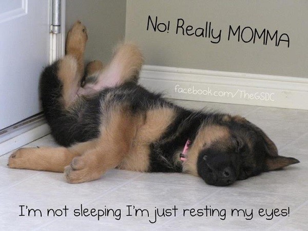 funny sleep dog german shepherd