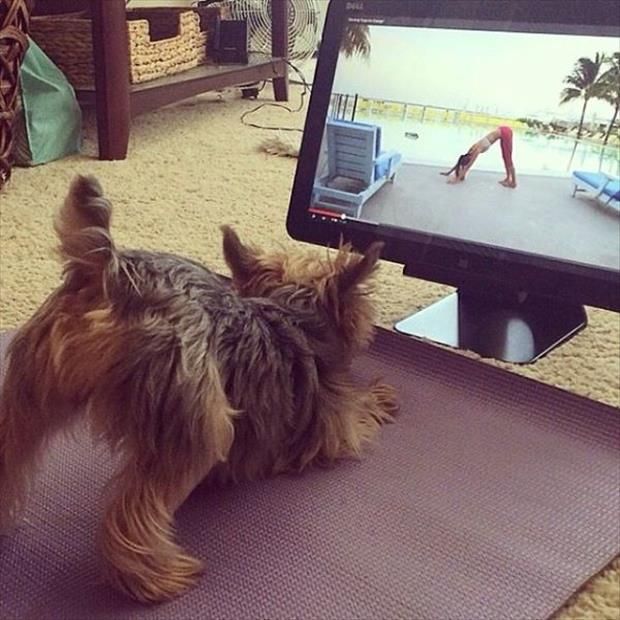 funny yorkie photo tv