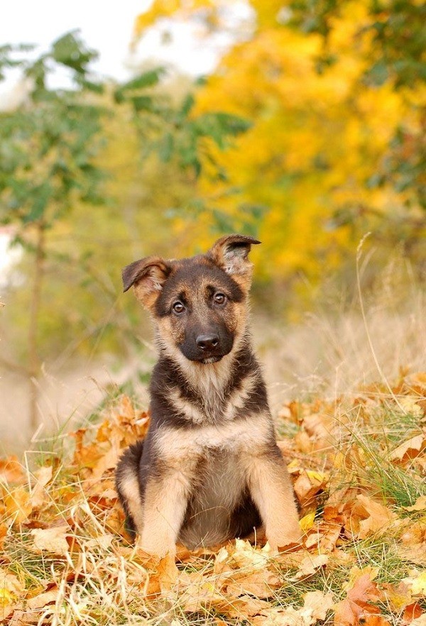 german shepherd puppy eyes