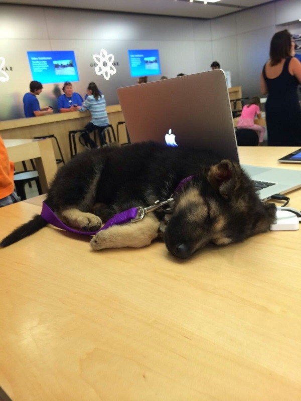 napping german shepherd puppy