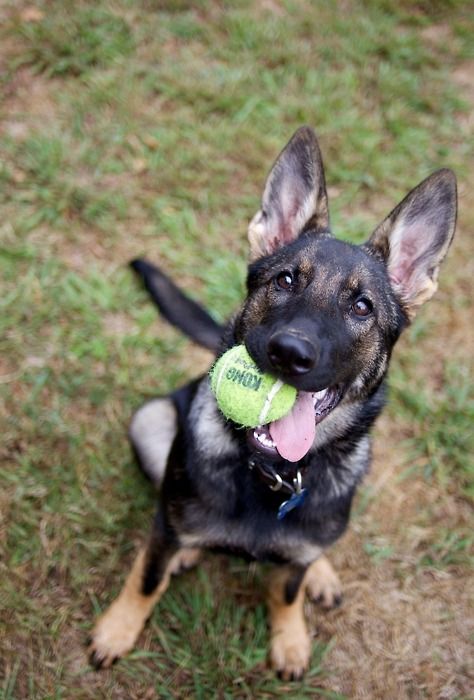 playful german shepherd ball