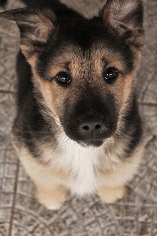 puppy german shepherd eyes