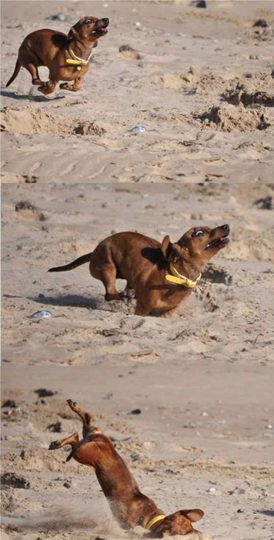 running dachshund