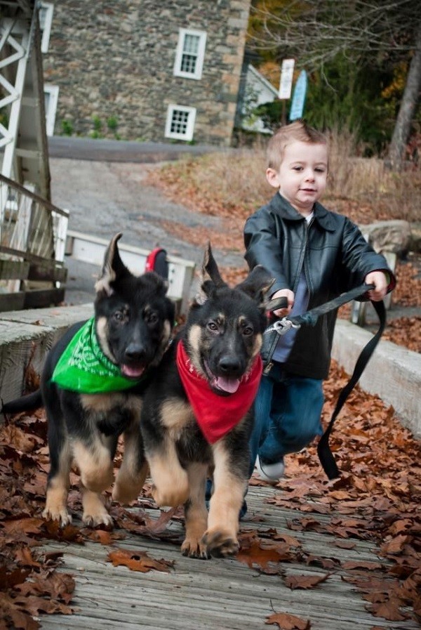 running german shepherds kid