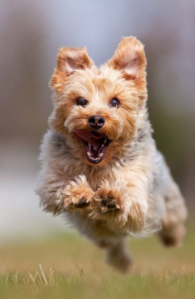 running yorkie