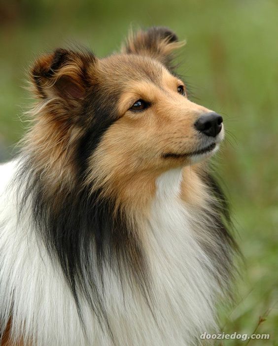 shetland sheepdog 12