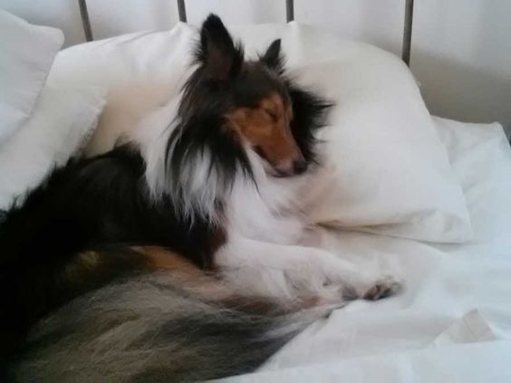 shetland sheepdog 13