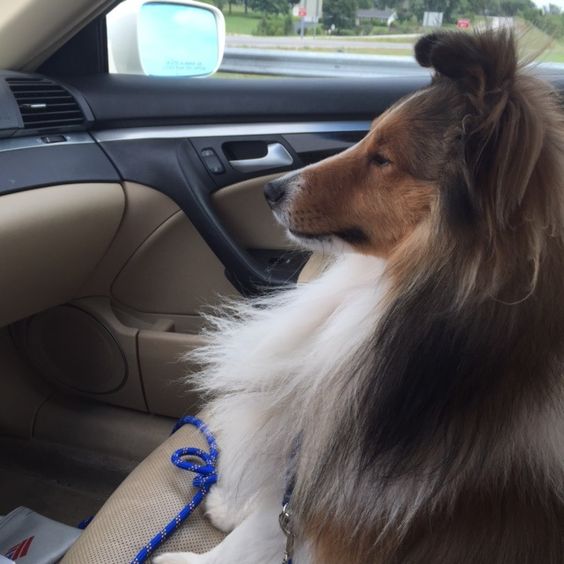 shetland sheepdog 14