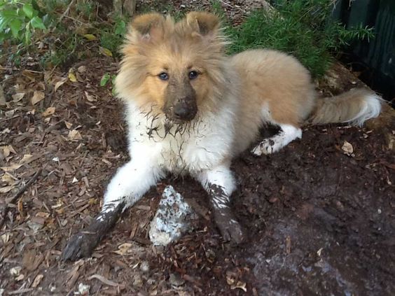 shetland sheepdog 16