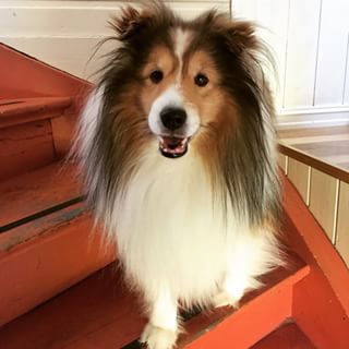 shetland sheepdog 19