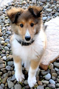 shetland sheepdog 3