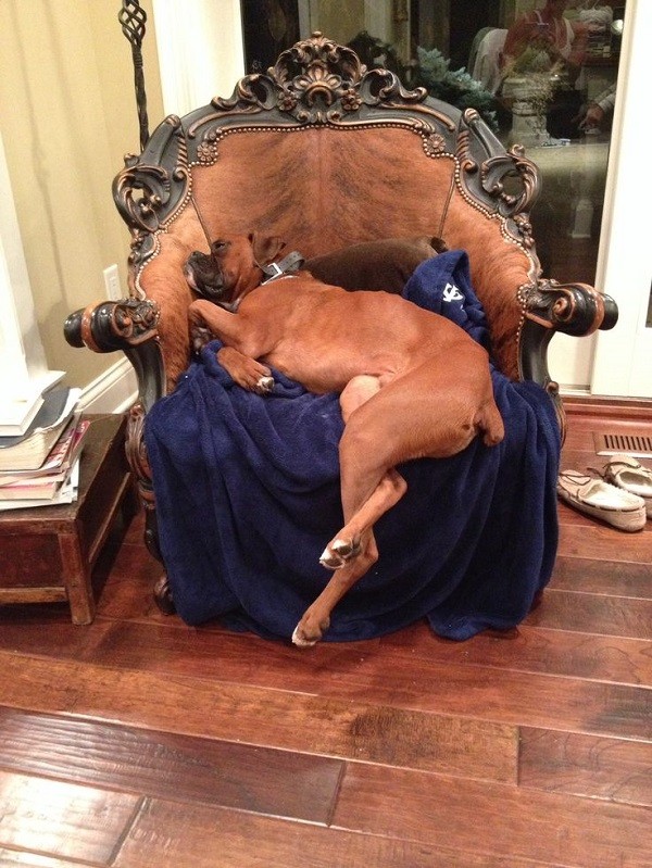 sleeping boxer arm chair
