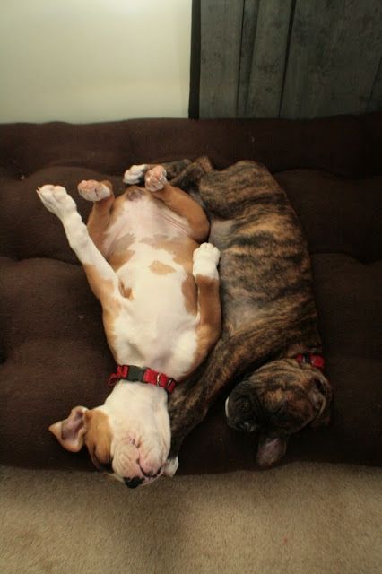 sleeping boxers