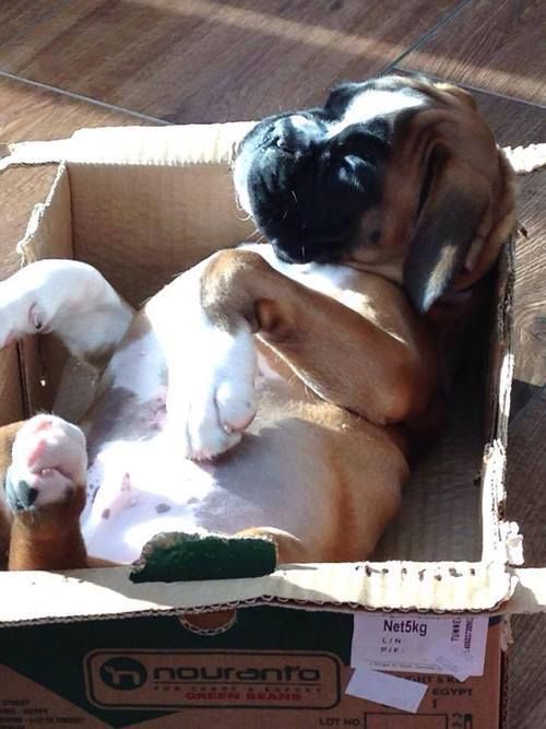 sleeping puppy in a box