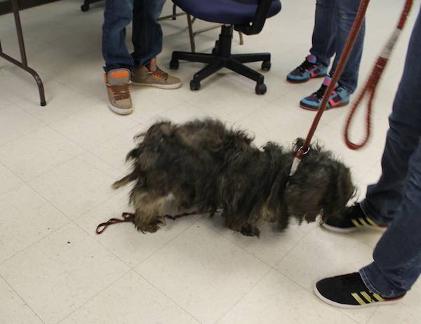 Sury could barely walk with her matted fur