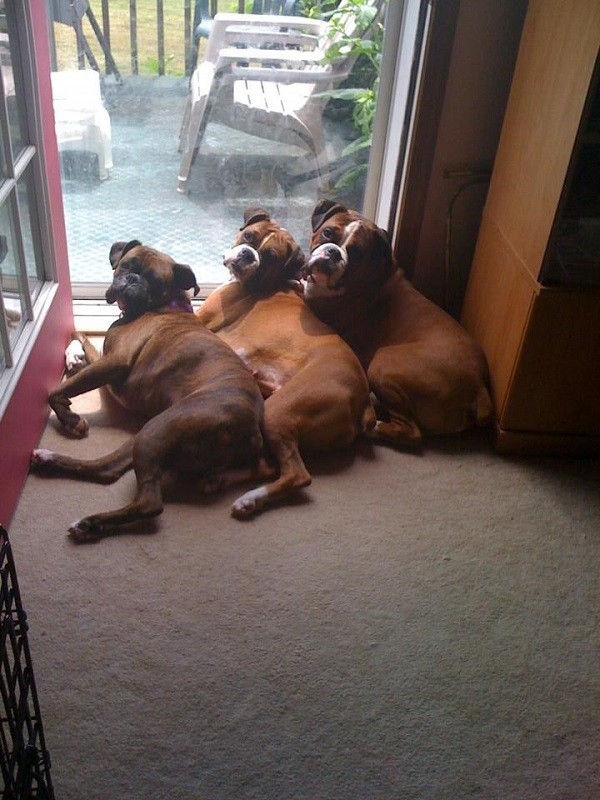 three boxers dogs photo