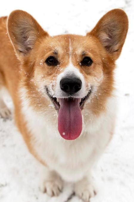 winter photo pics corgi dog