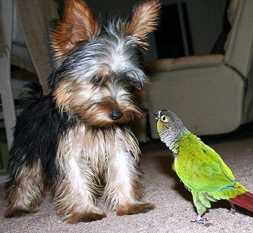 yorkie smaller bird