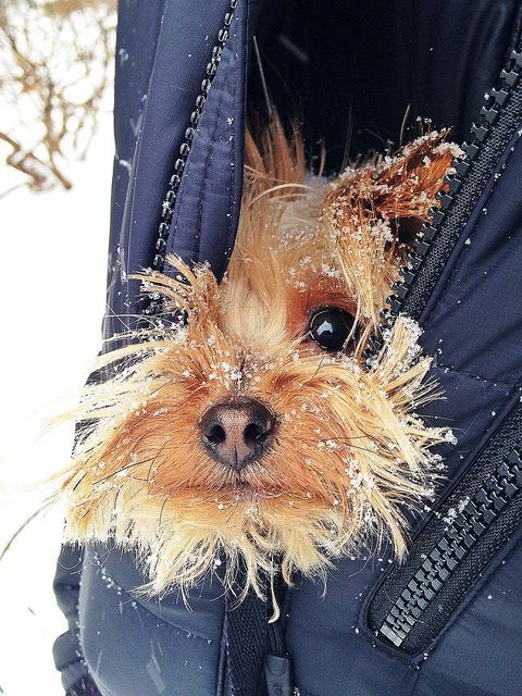 yorkie snow cute