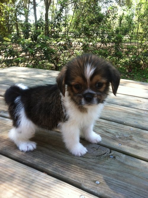 corgi shih tzu poodle mix