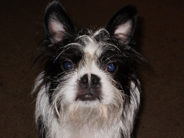 bichon frise boston terrier mix