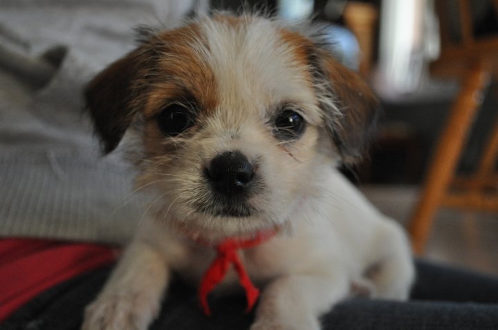 shih tzu x fox terrier