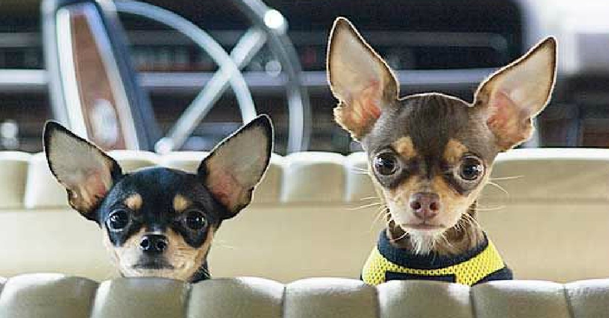 19 Reasons Why Chihuahuas Are The Worst 
