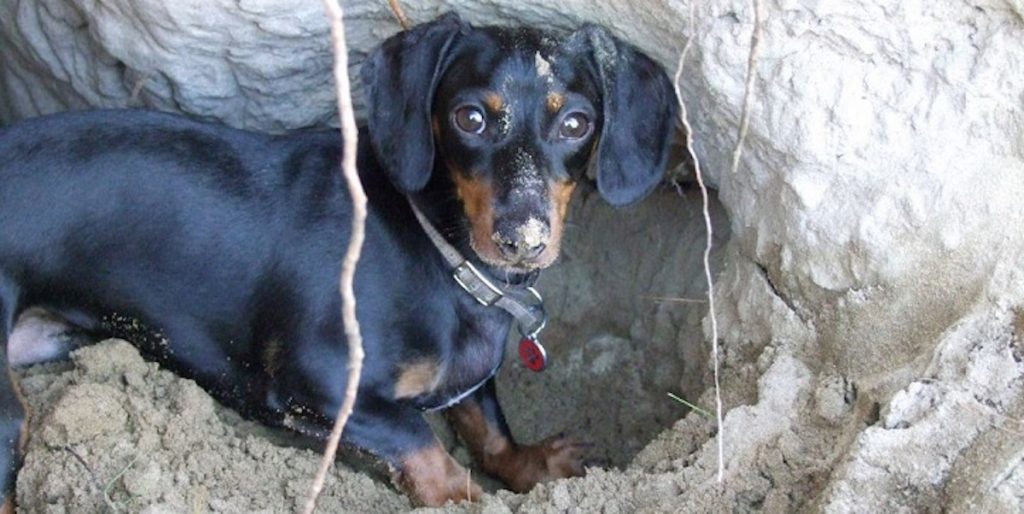 10 Things You Didn’t Know About Dachshunds
