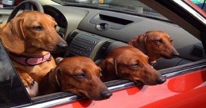 dachshunds pawbuzz dachshund courageous