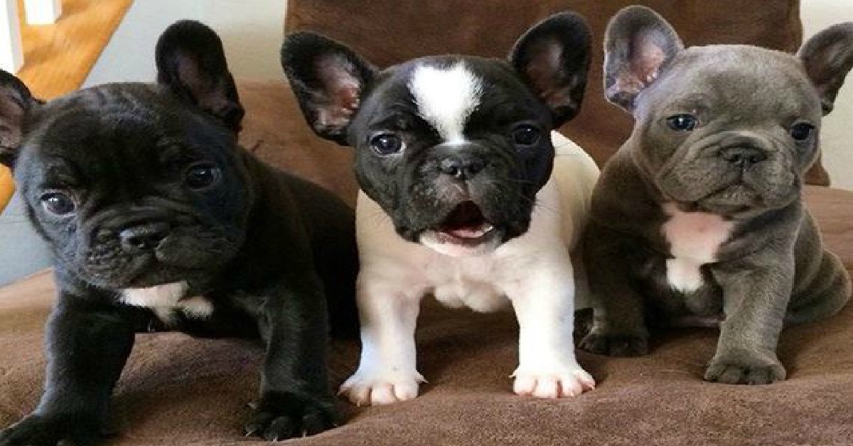 19 Reasons Why French Bulldogs Are The 