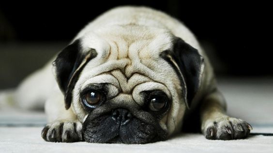 19 Reasons Why Pugs Are The Worst Dogs 