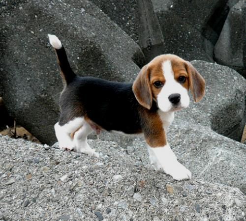 beagle ugly