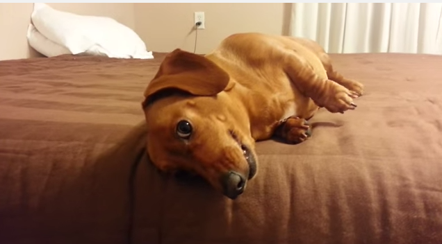 dachshund on the bed