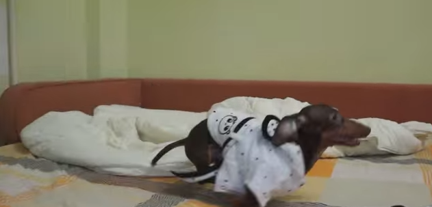 dachshund in bathrobe running