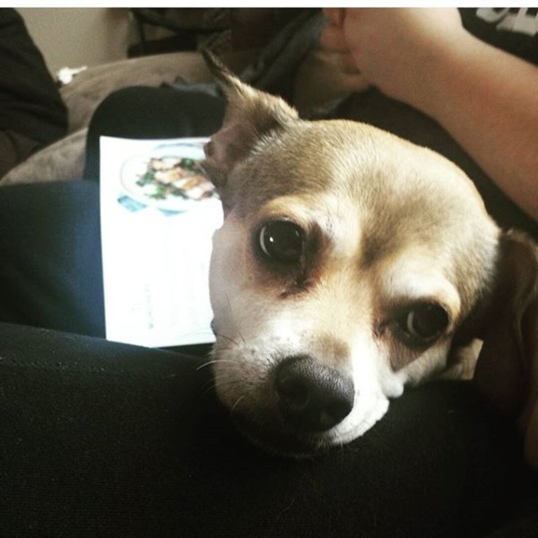Dog protecting its owner from the phone