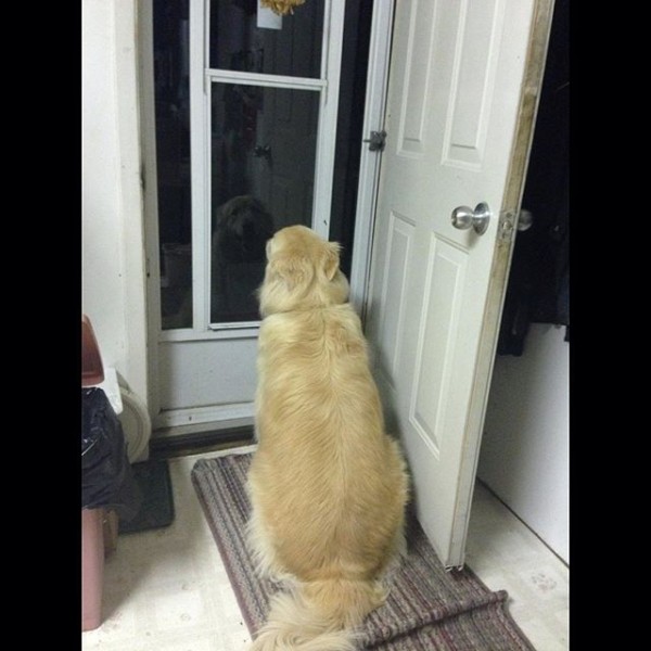 Dog sitting at the door