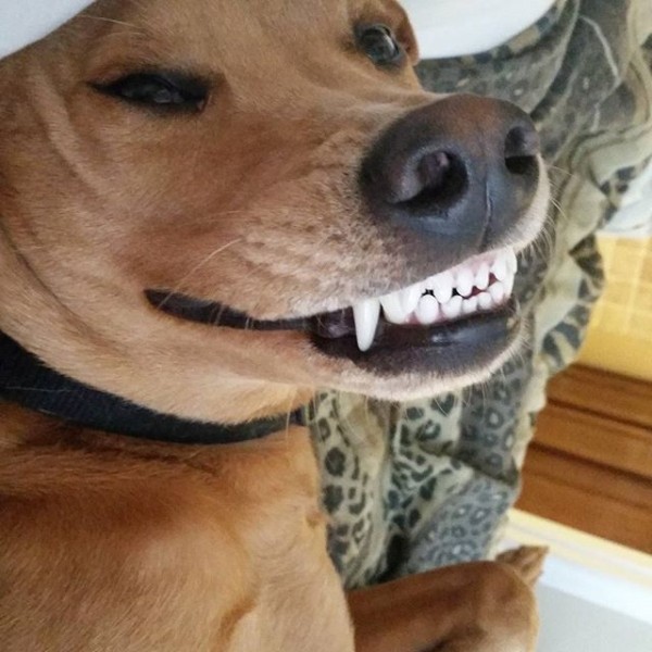 Dog smiling