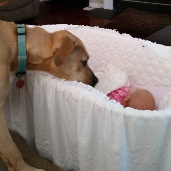 Dog welcoming new family memeber