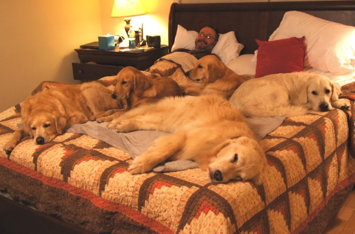 manydogsinbed