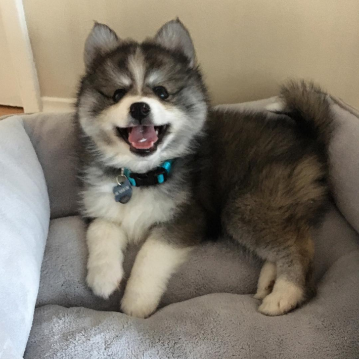 12-norman-the-pomsky