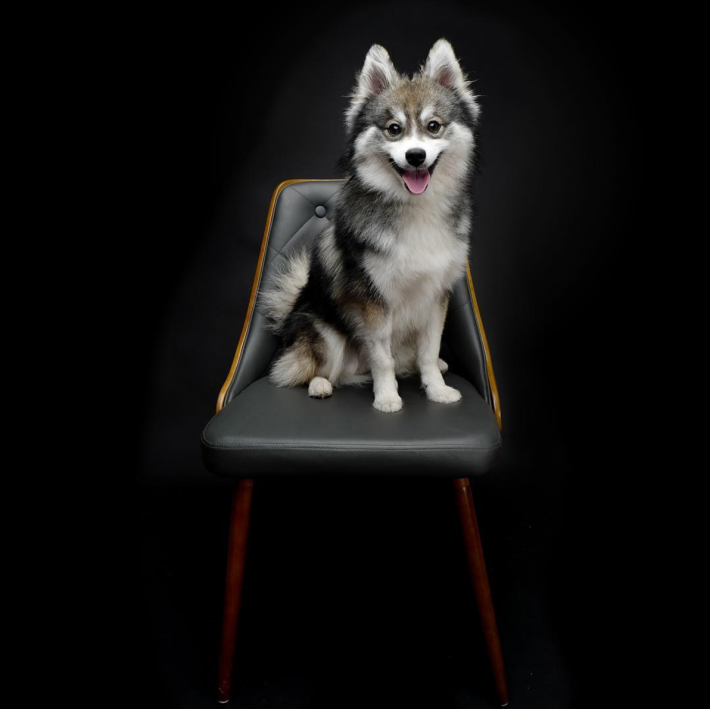 13-norman-the-pomsky