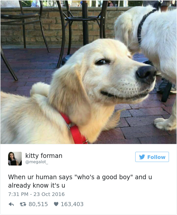 Dog Tweets