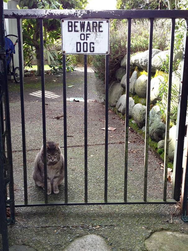 Beware Of The Dog