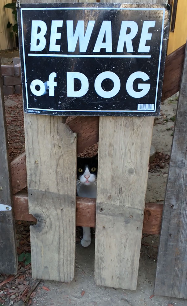 Beware Of The Dog