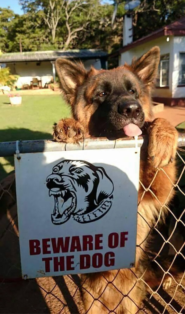 beware-of-the-dog-6-57ee55b0d48c9__605